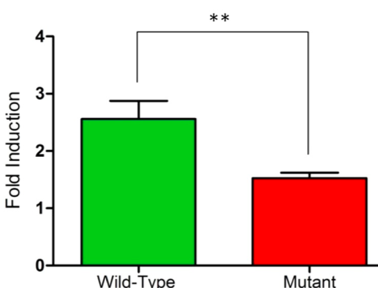 Figure 7. Hypoxia induced DNMT3b promoter activity is depend- ent upon a functional HRE in the 5’UTR.Comparison of luciferase activity in HeLa cells transfected with a wild type and mutant pDNMT3b-Luciferase vector in hypoxic (1% O2) conditions afte…