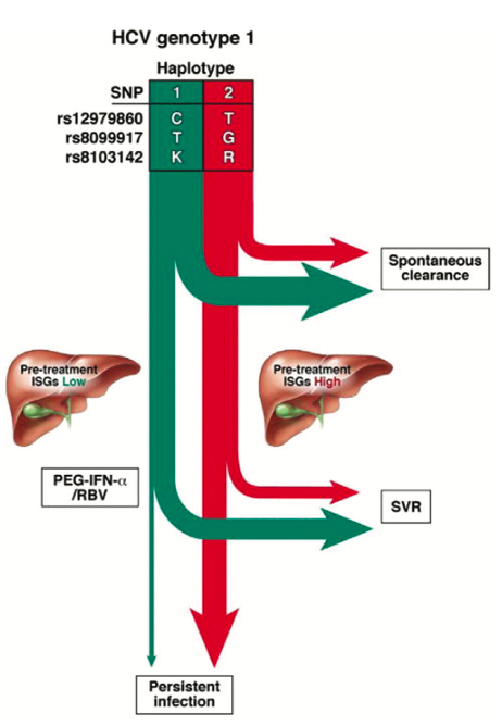 Figure 2. Predicted natural course of HCV infection in the absence of therapy and treatment response based on IL28B haplotypes. Employing IL28B SNPs alone or together allows allele and haplotype tagging associated with a greater likelihood of HCV tr…