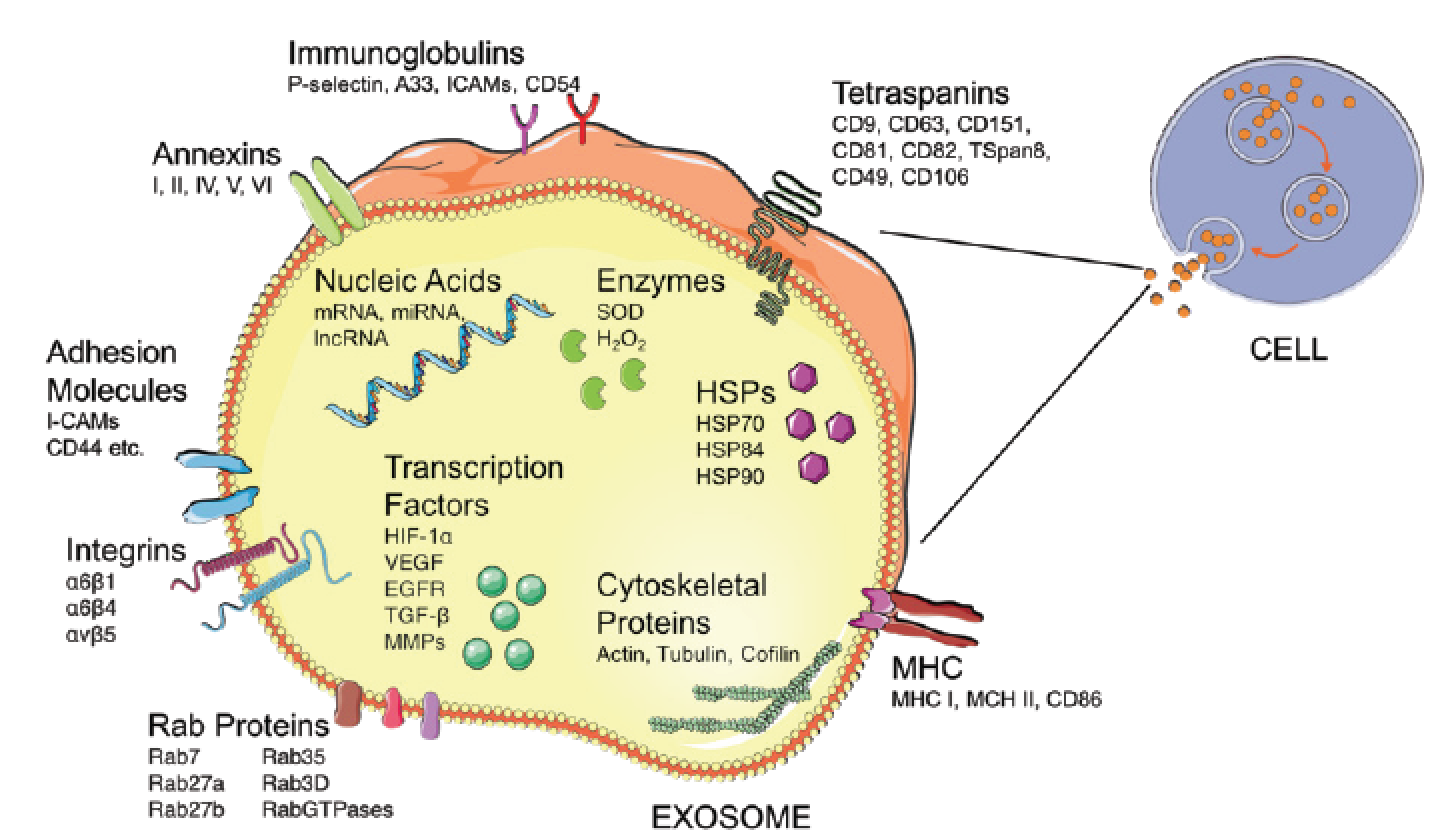 FIGURE 1: The contents and surface constituents of an exosome. This figure is not an exhaustive representation of exosomal contents, and contents vary depending on original cell type that released each exosome. Figure adapted from various sources8,9…