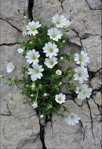 The Civil Rights Act of 1964, Sec 10 : The Embedding of Mediation in a Community-led, Federally Supported Process for Dispute Disruption and Disturbance Resolution