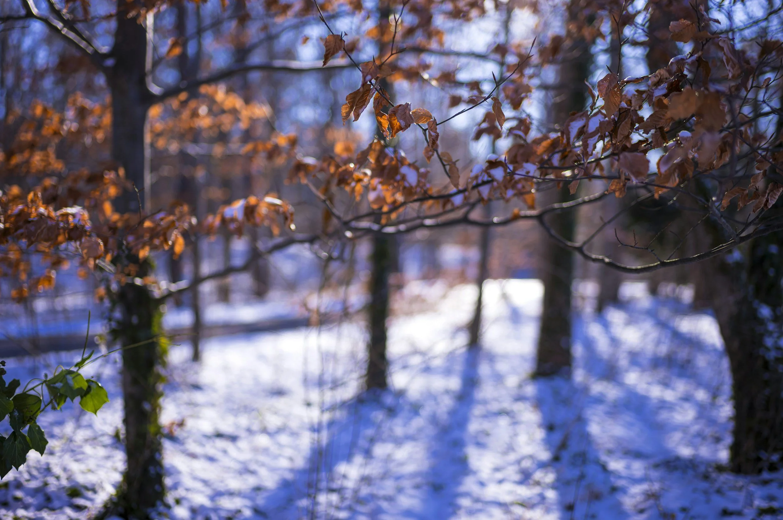 Winter Solstice Celebration