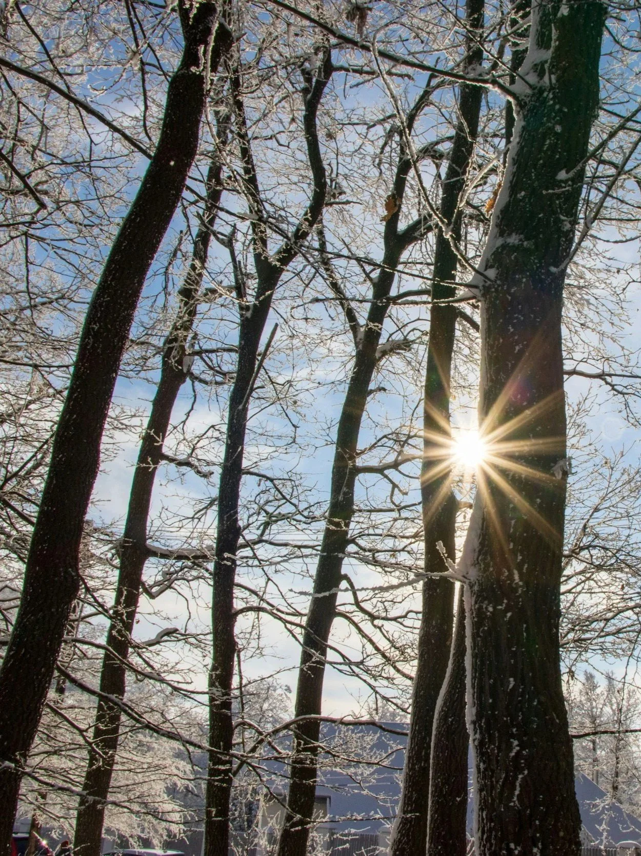 Sermon: "What Winter Reveals" (Rev. Danielle)