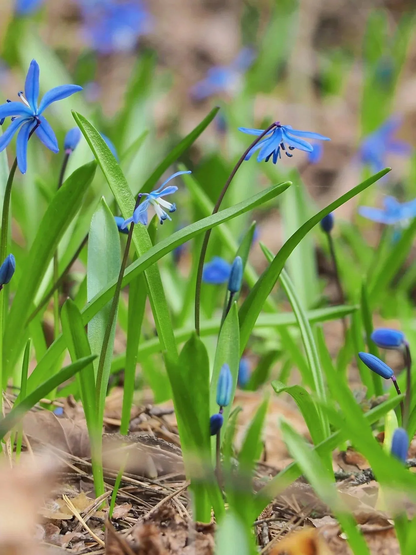 Sermon:  "Resurrection is Not a Single Story" (Rev. Danielle)