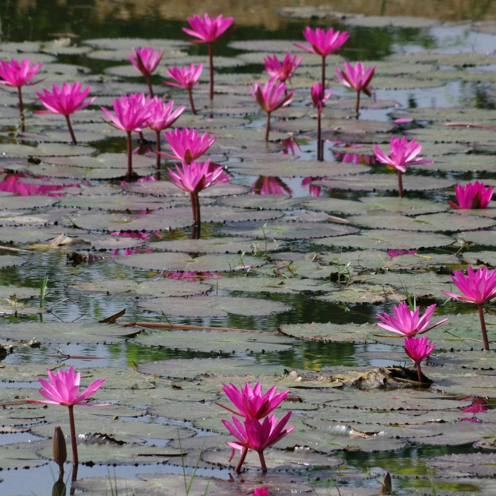 Sermon: "Lotus Blossoms and Muddy Waters" (Rev Danielle)