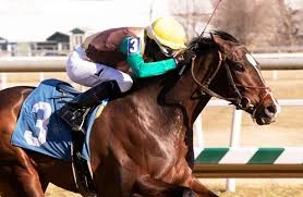 Bullish on Alwaysmining at the Preakness (Photo, Horse Racing Nation).