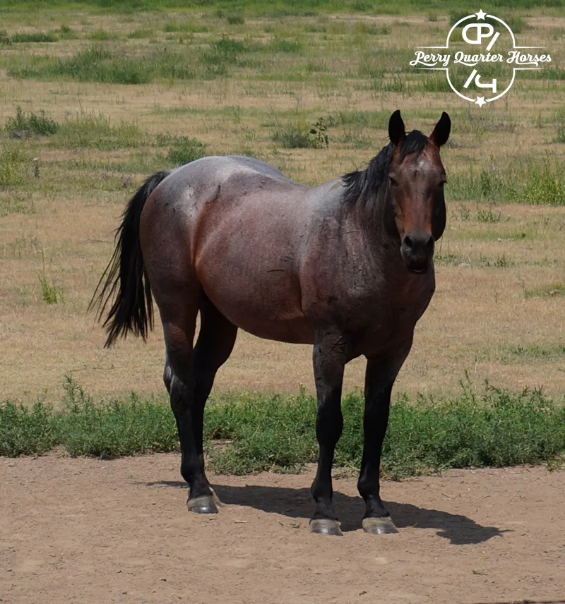 Mr Skyduster aka Sky is a fine example of what Foundation Quarter Horses should look and act like. He was a very talented prospect until an injury ended his career. However his get are making up for it. They are gorgeous, well built, talented, and very intelligent. Keep an eye out for some of them in show pens all over the country in the next couple years. 5 Panel N/N AQHA & FQHR (95.71%) Registered