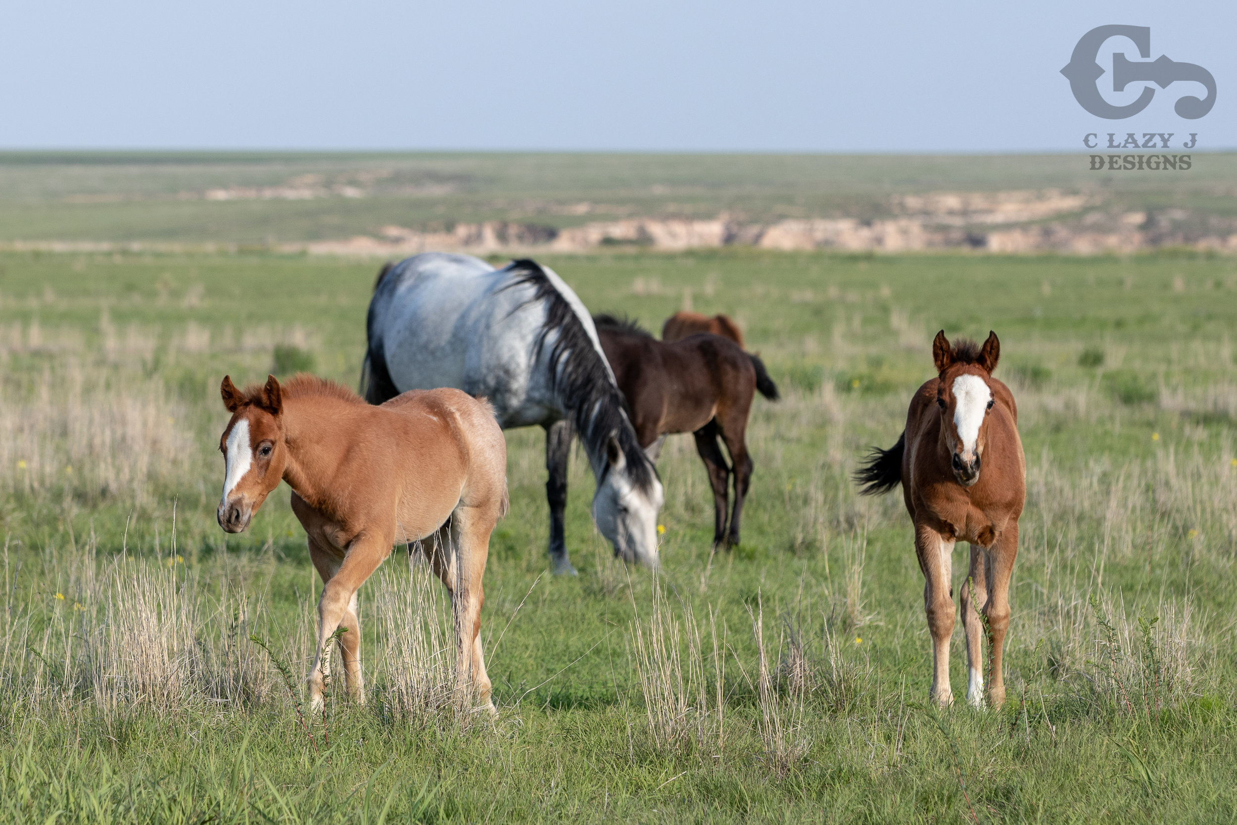 Breeding — Perry Quarter Horses