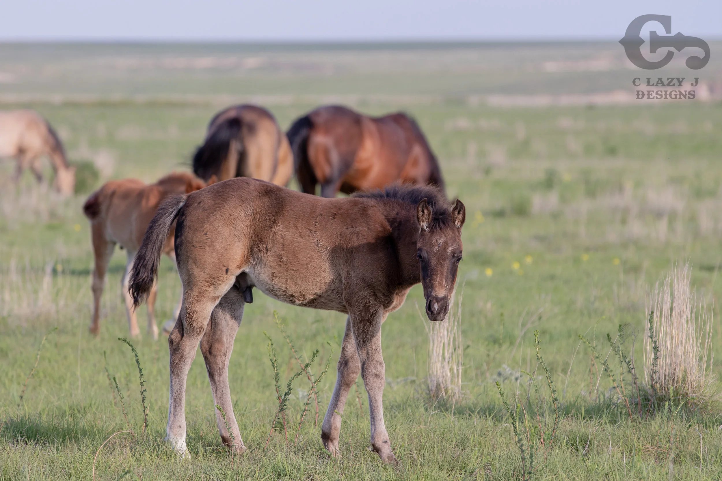 Breeding — Perry Quarter Horses
