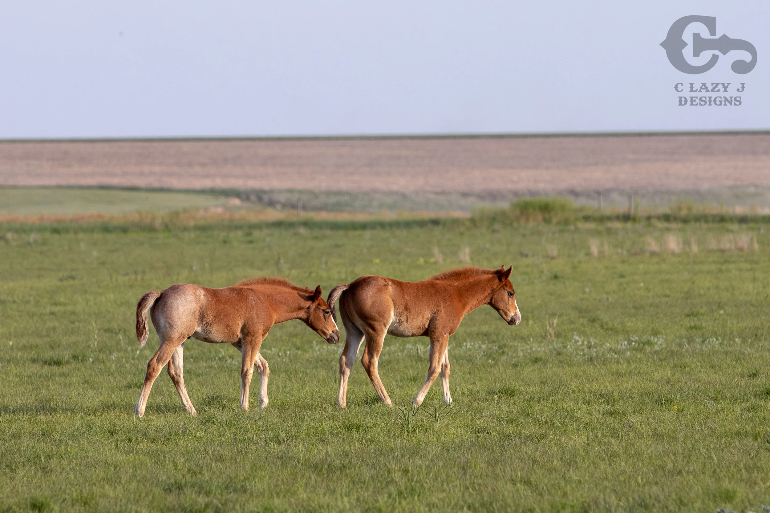 Breeding — Perry Quarter Horses