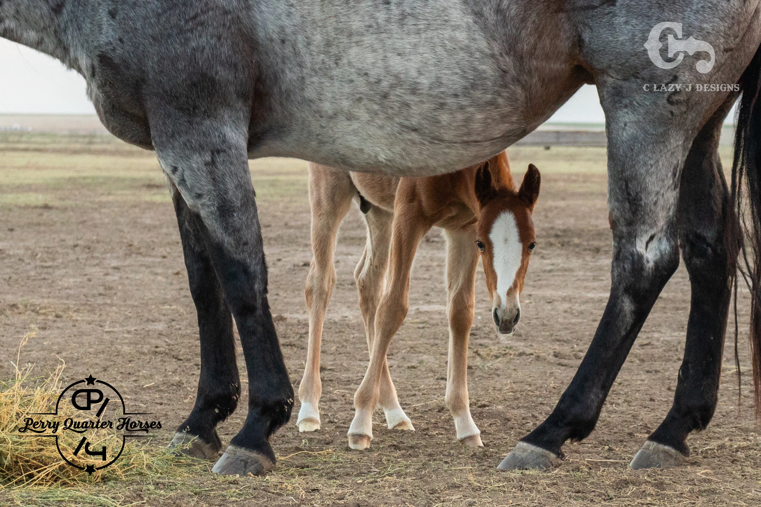 Breeding — Perry Quarter Horses