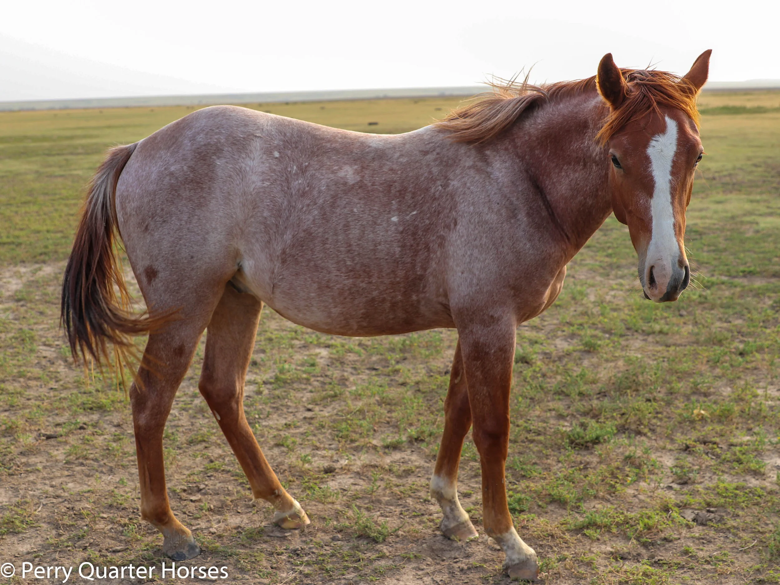 SOLD!!! Doc Hes Quick 2019 Red Roan Gelding — Perry Quarter Horses