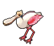 intra_spoonbill_2x.gif