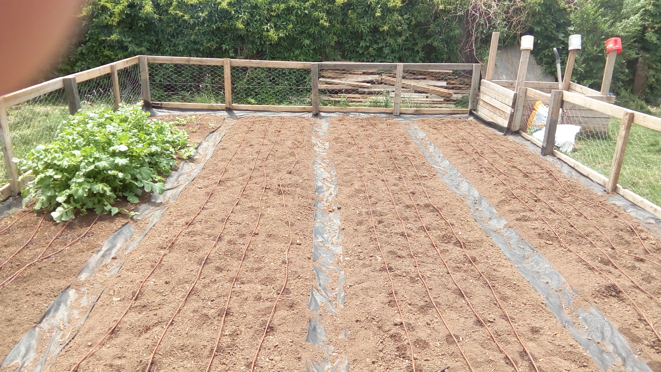 All beds with drip irrigation