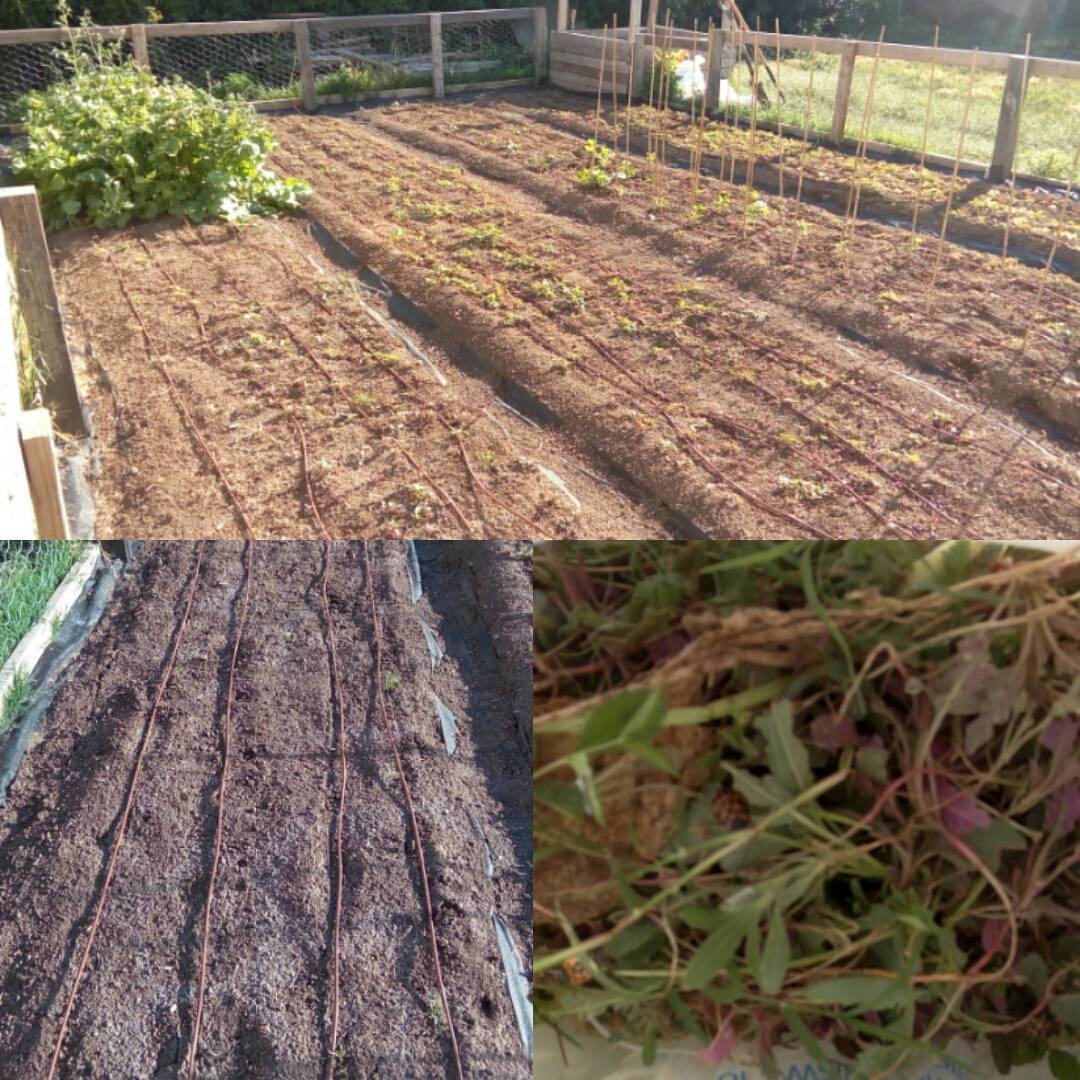weeded 1 walmart bag worth