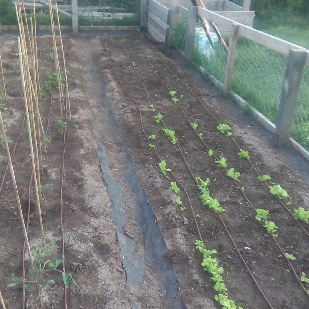 Weeded