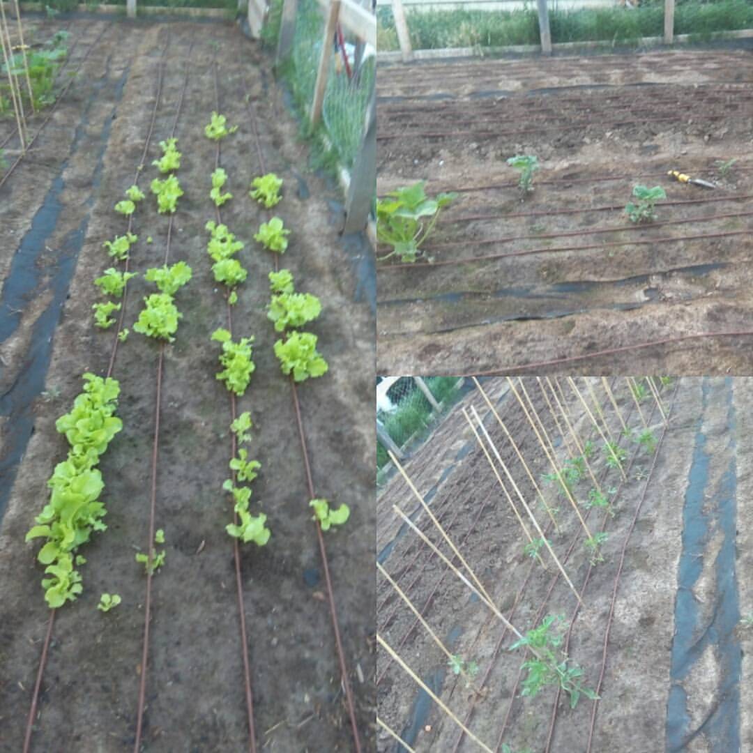 Lettuce, tomatoes, and squash