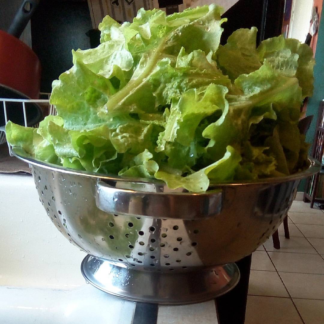 Second Lettuce Harvest