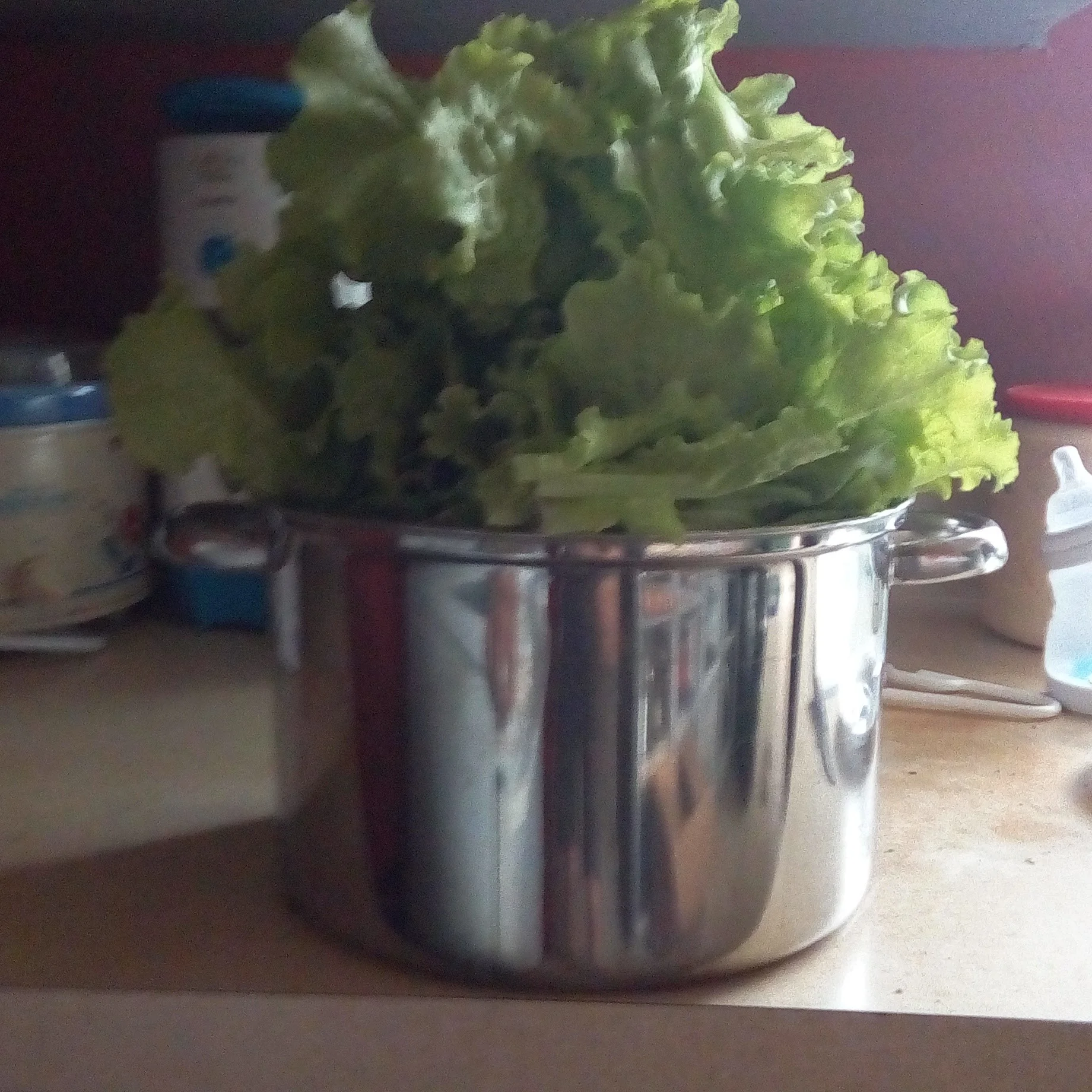 Butter Crunch Lettuce