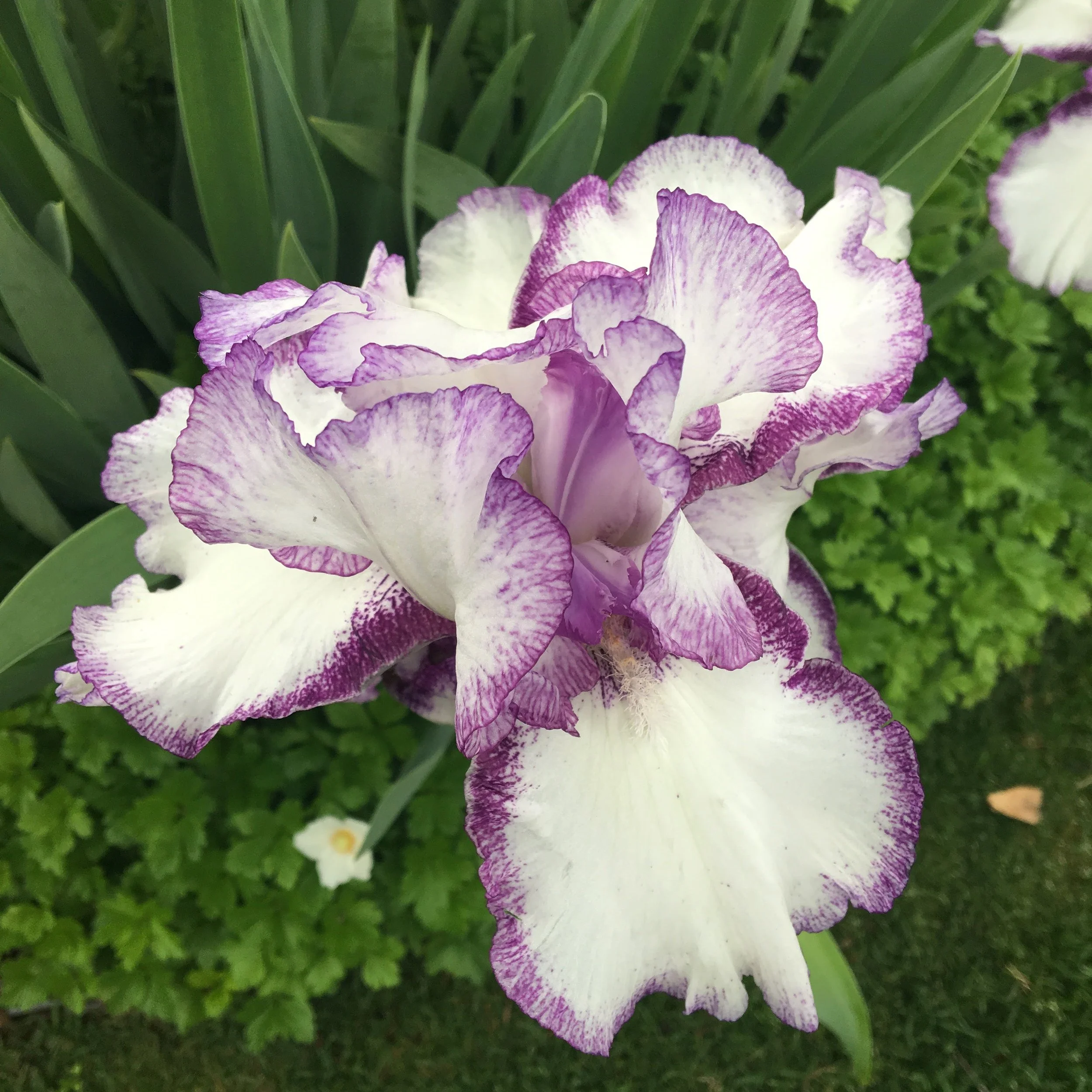 Is there anything prettier than an iris? I think not...gorgeous!