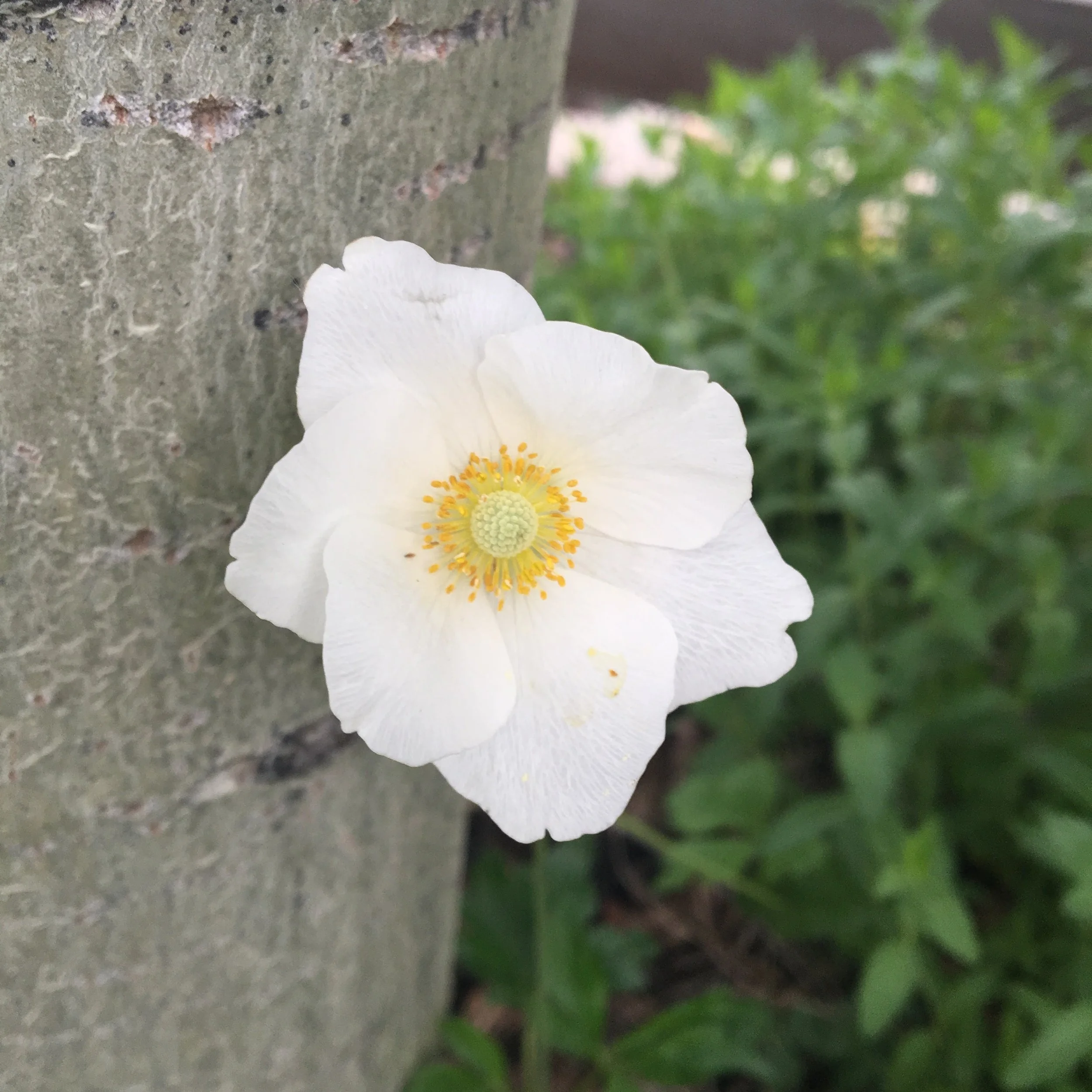 Okay folks, this beauty right here is my favorite ground cover ever, but I don't know what it is! I love it! And, sadly the deer find it quite tasty too. If you know what this is, please, please, please tell me!