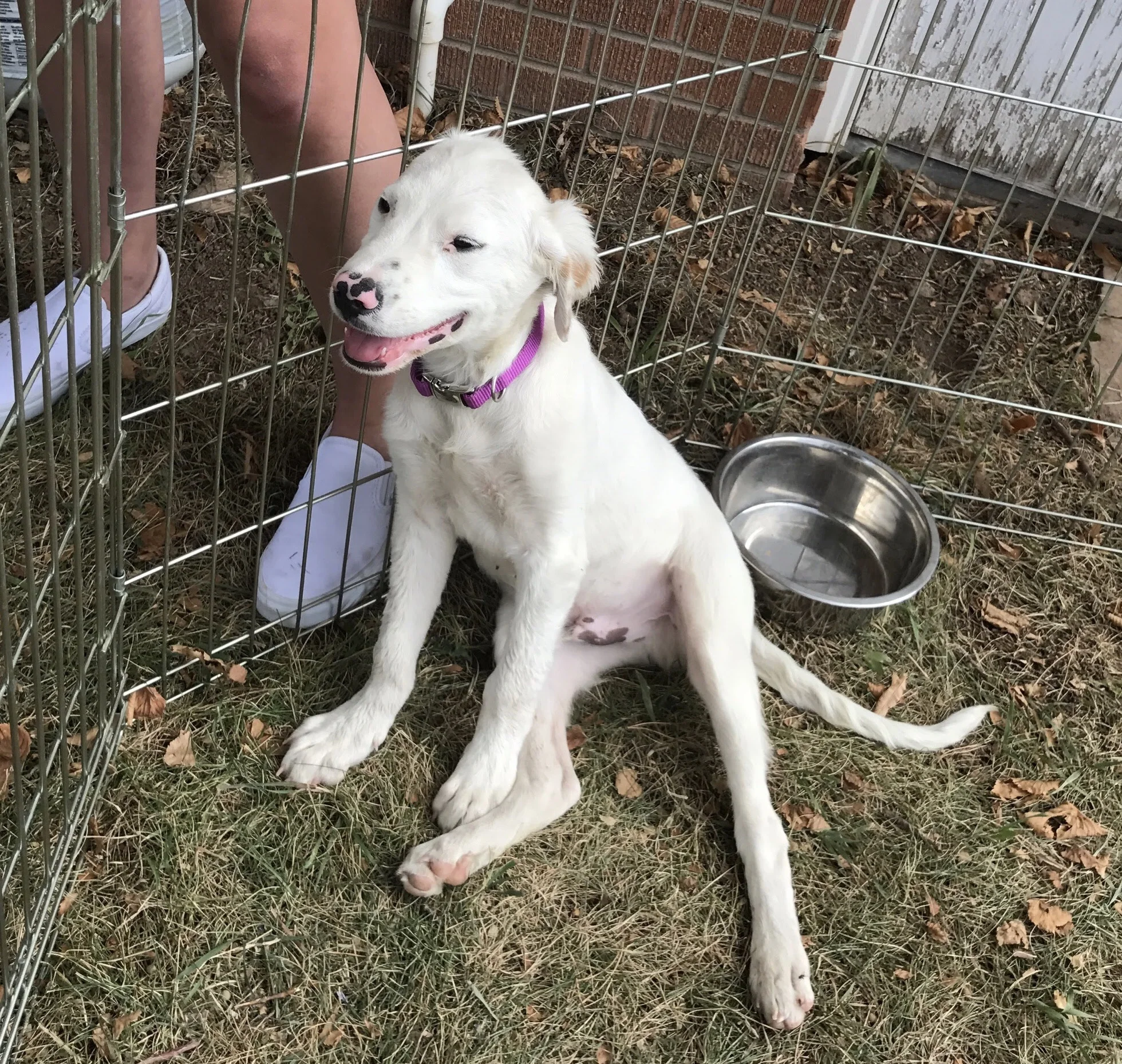 It was love at first site, I just wanted to scoop him right up, fleas and all!