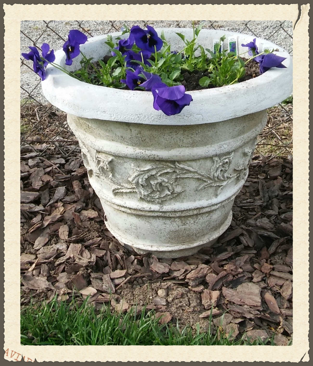 pansy in pot 1.jpg