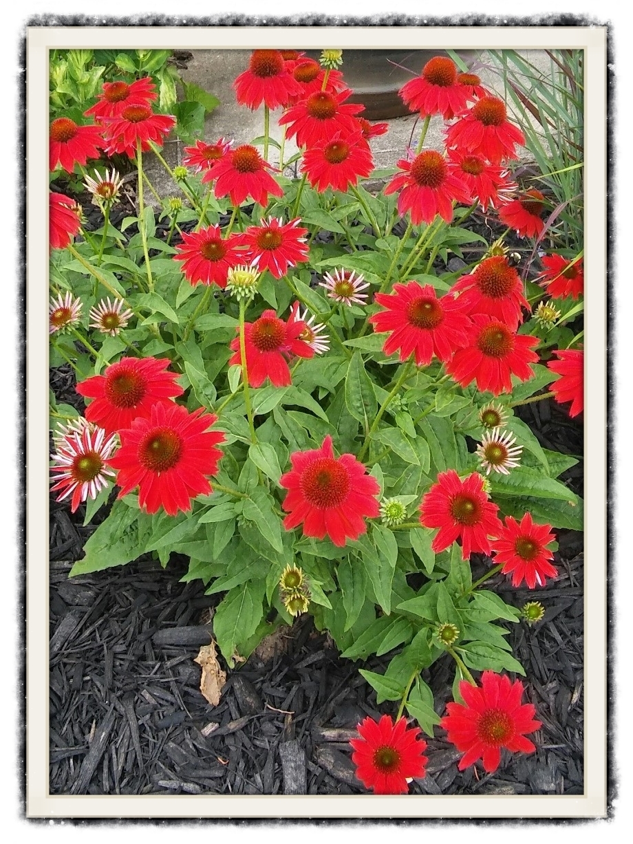 Colorful Coneflowers in my yard.