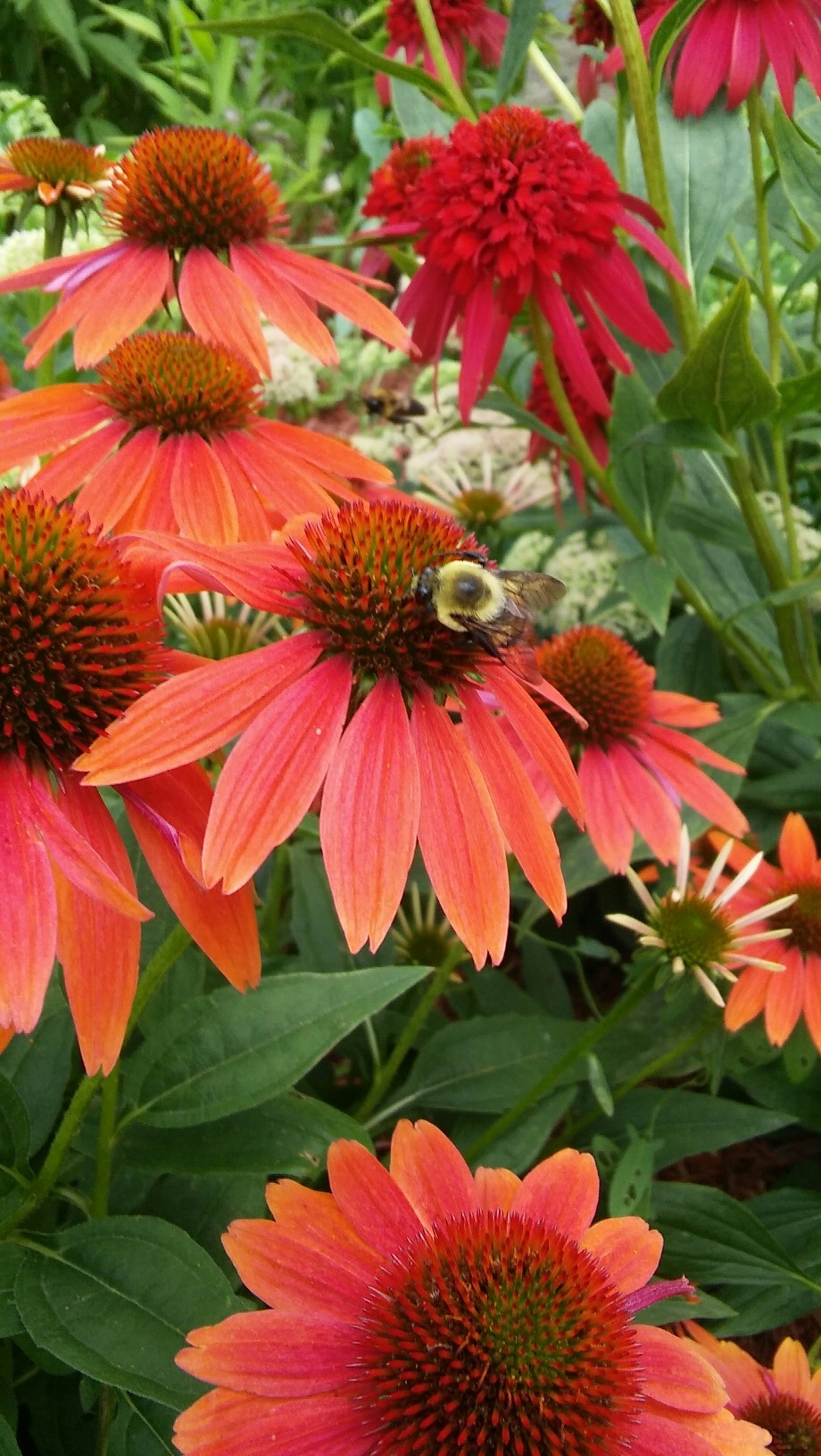 bee on red conflower closeup.jpg