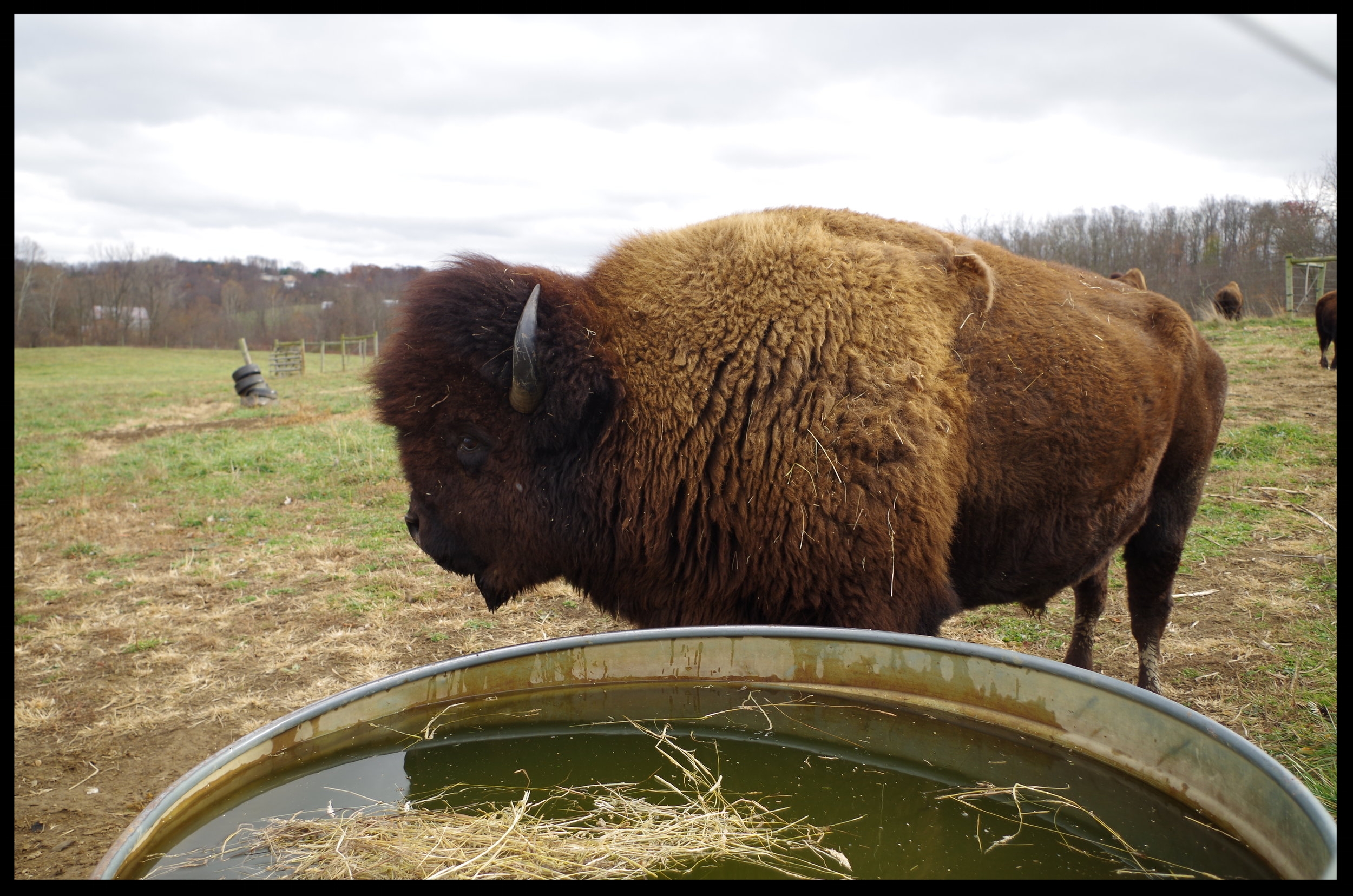 Bison at watre tank 2.JPG