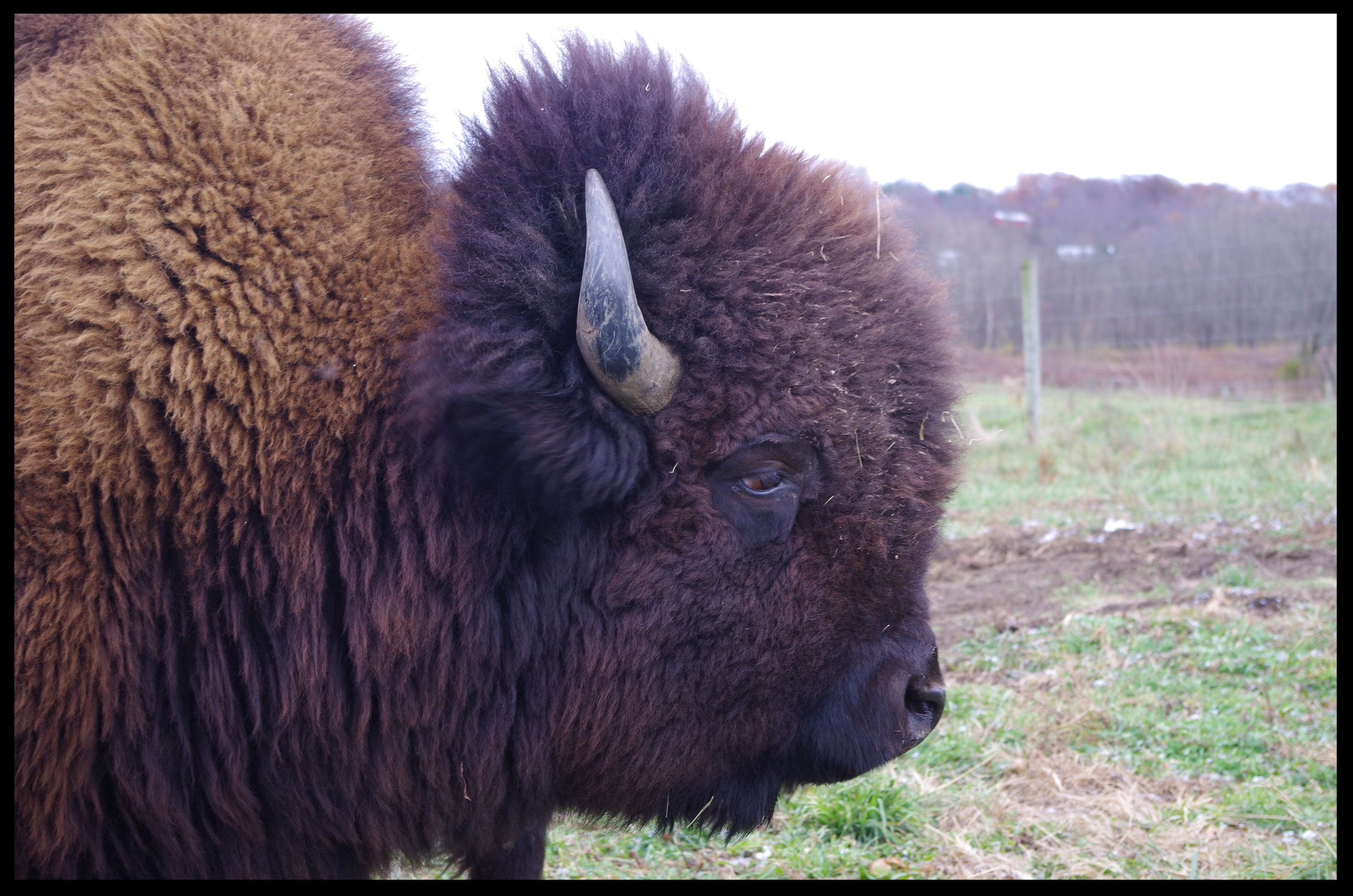 Closeup Bison 2.JPG