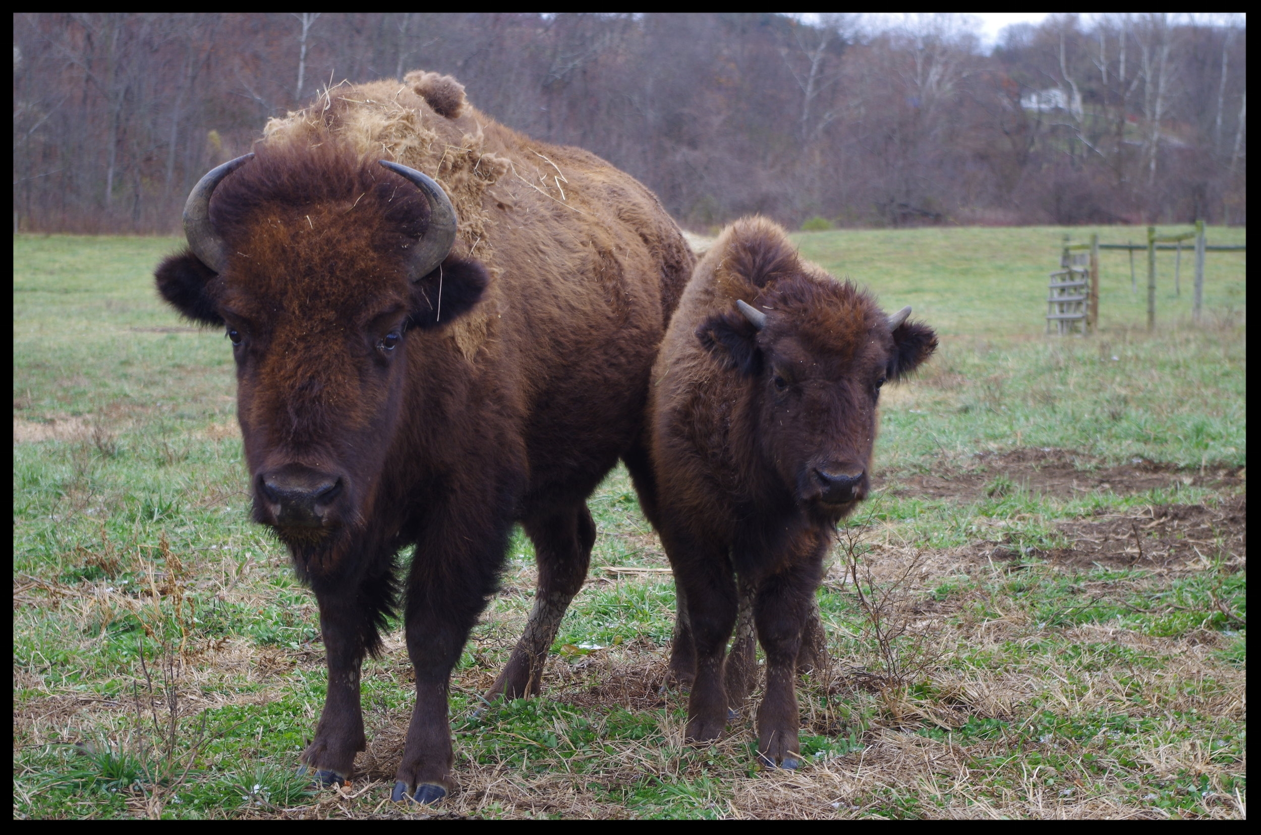 Mother Bison and Baby 2.JPG