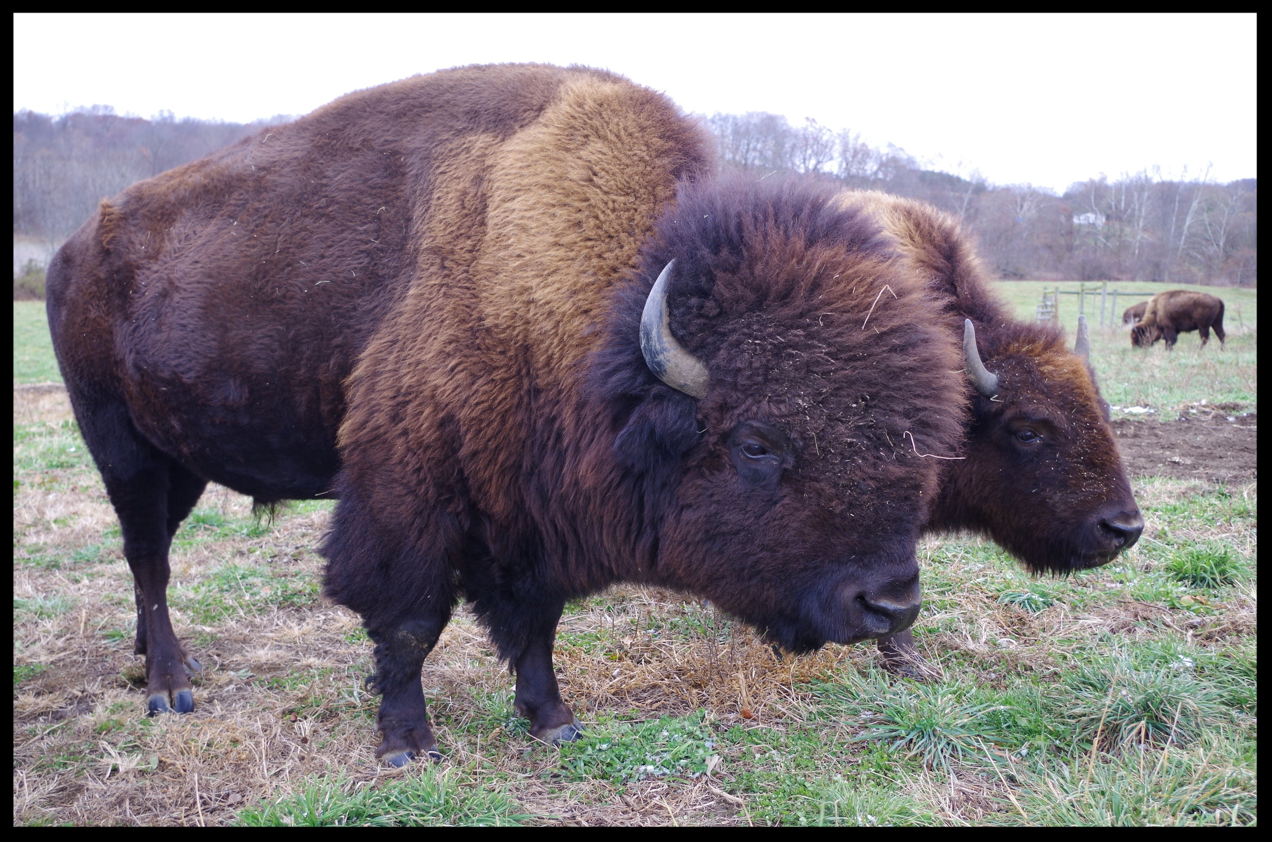 Two Bison standing in the field.JPG