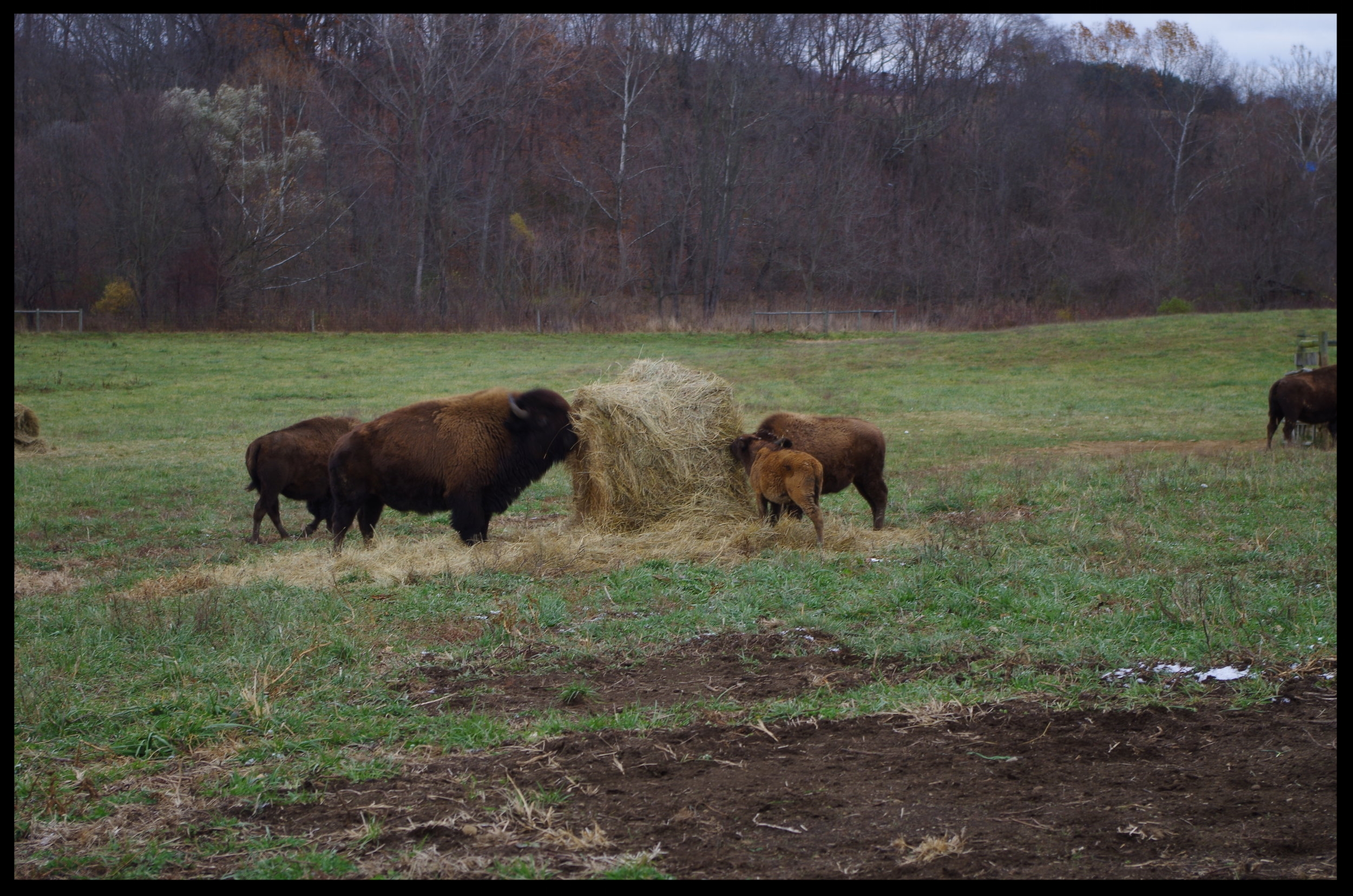 Bison feeding in the field 3.JPG