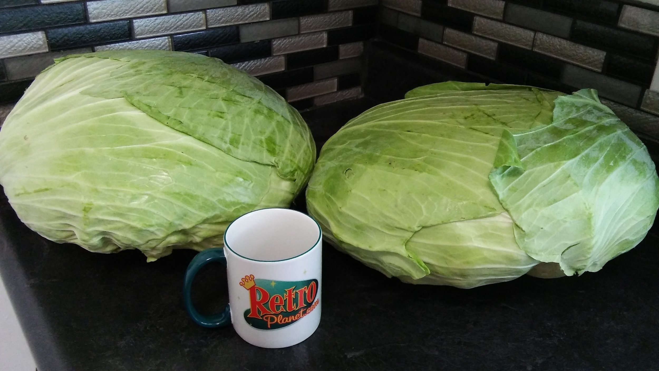 huge cabbage 2 .jpg