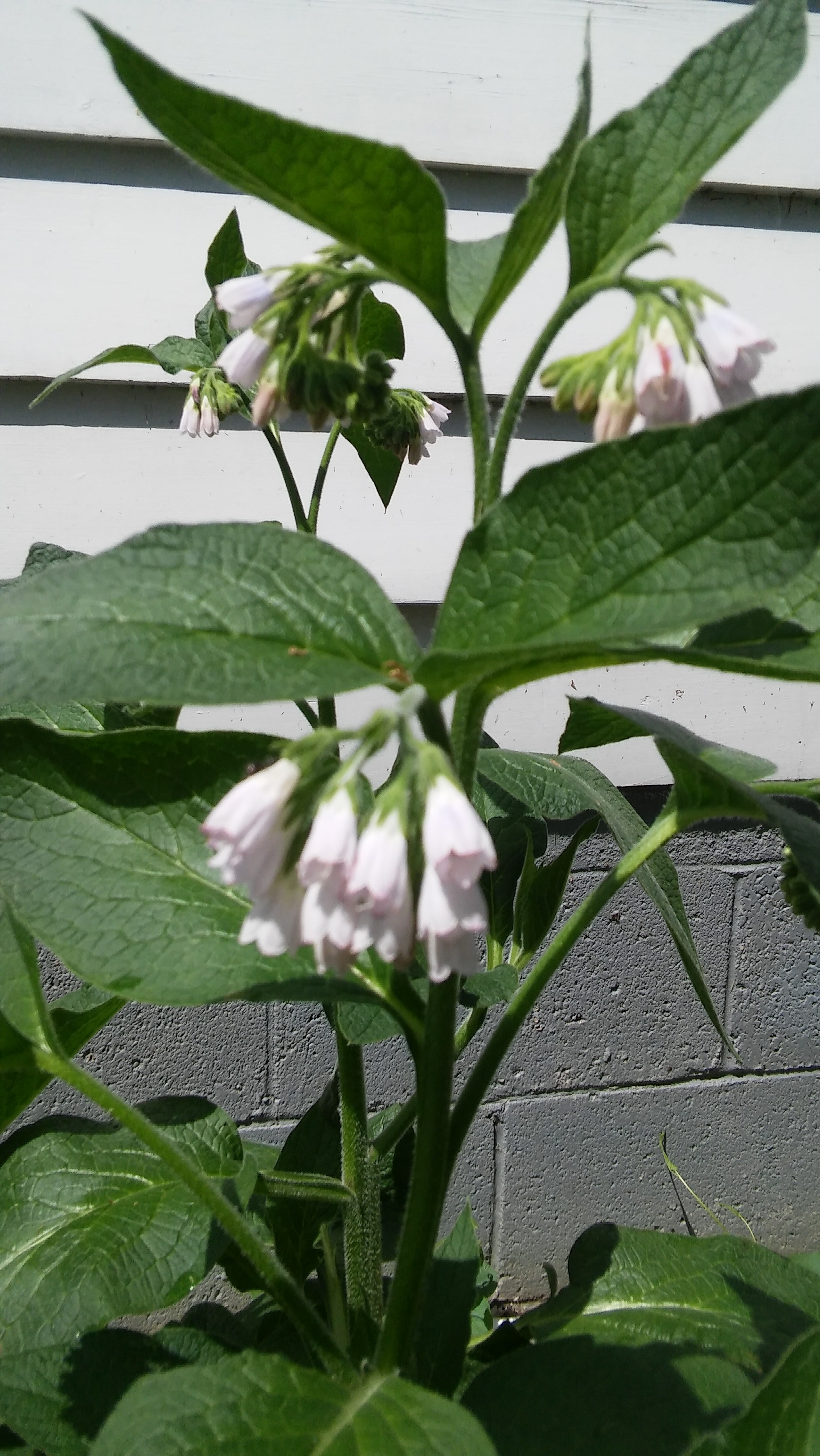 20180520_113202.jpg