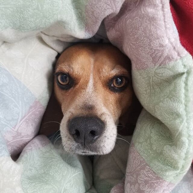 Buddy all snuggled up in the blankets.  It is not that cold but he loves being covered up.