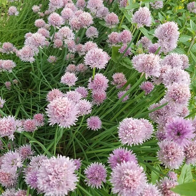 My chives.