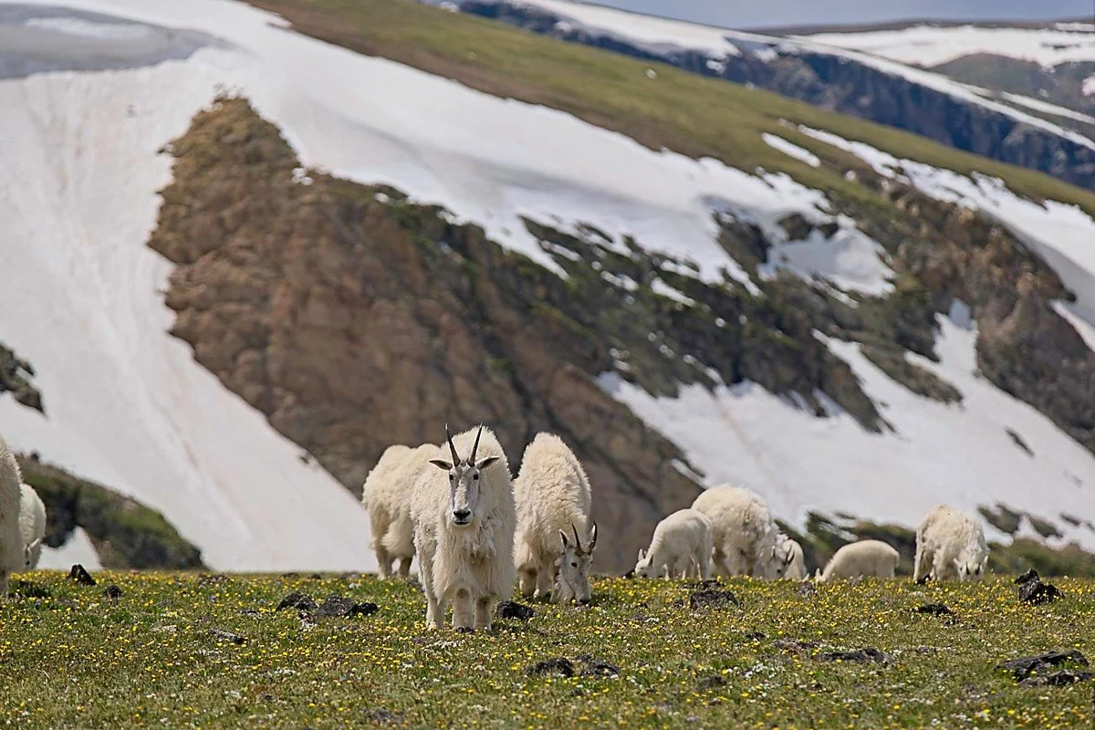 Goats on the Beartooth Pass