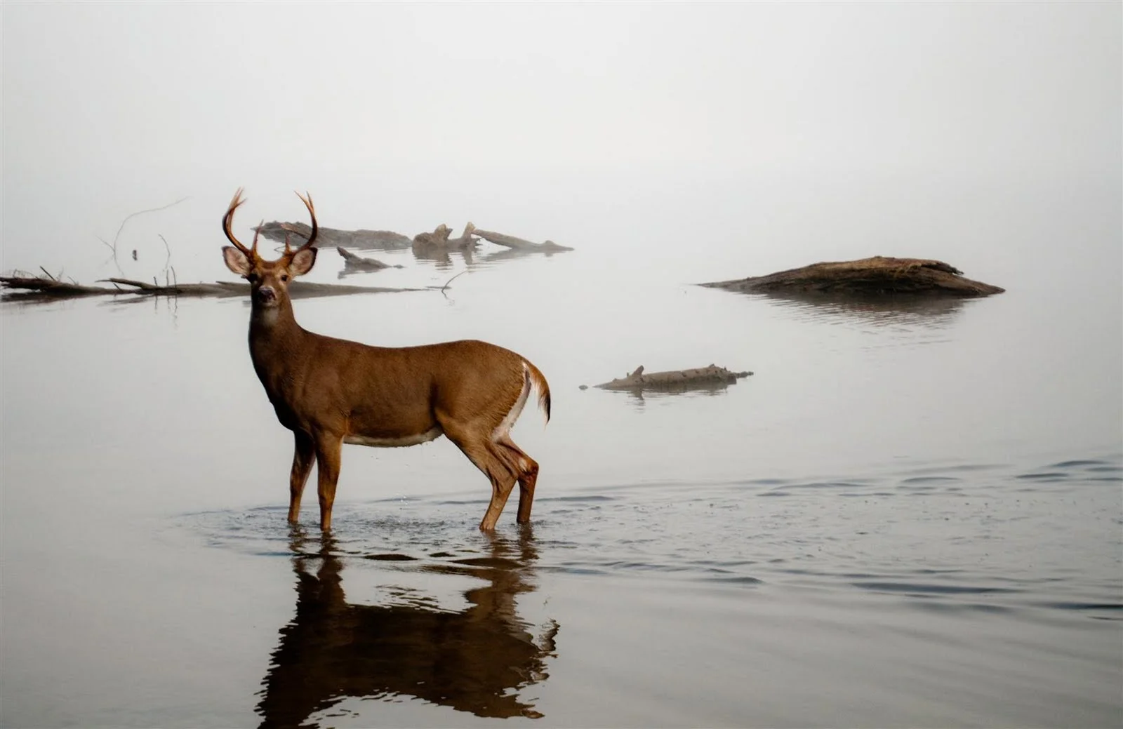 deer-in-the-water-2.jpg