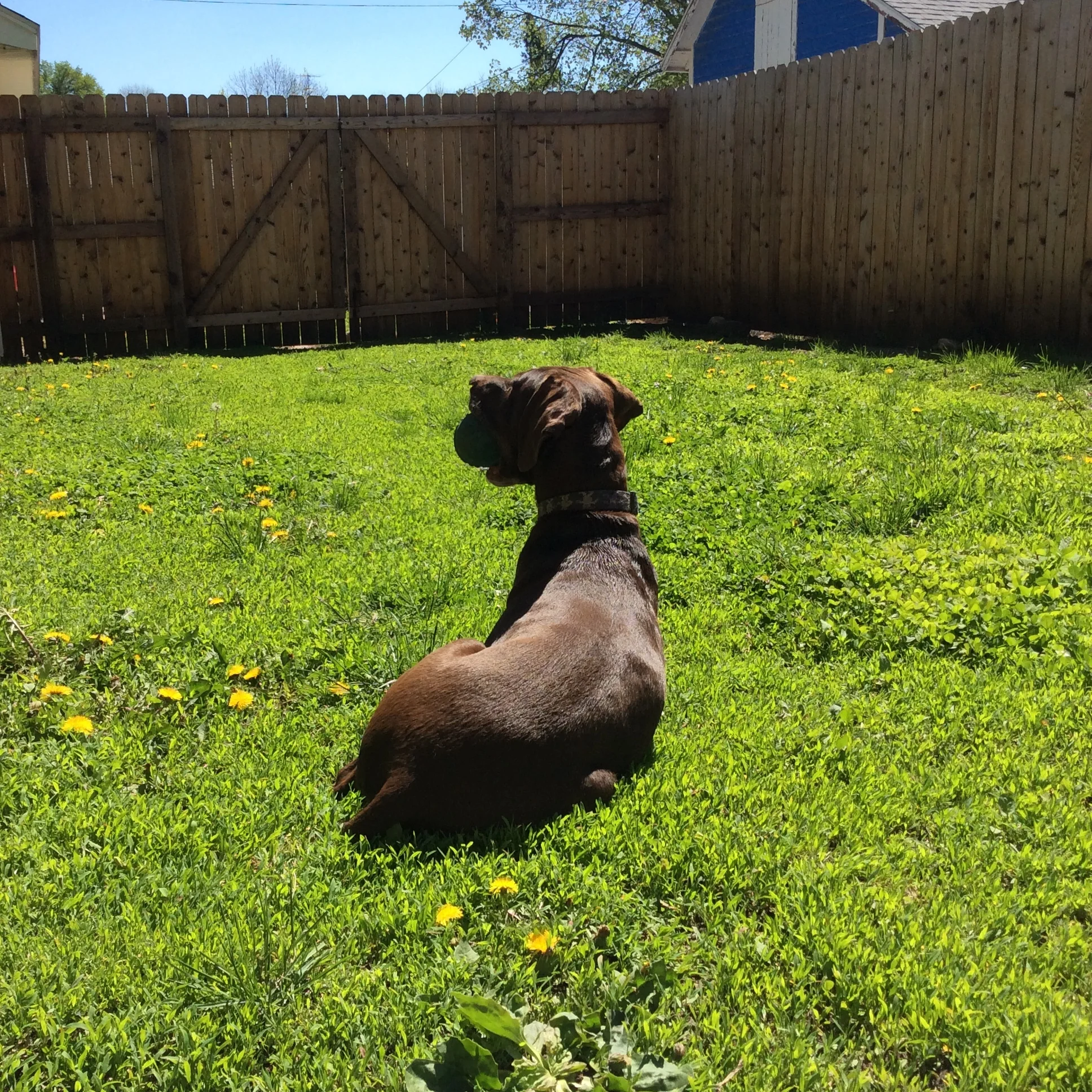 Old Yeller, Schooly Style