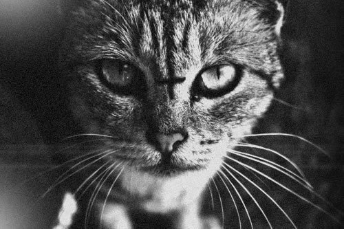 Demon cats are a thing on Pinterest. Just sayin'.