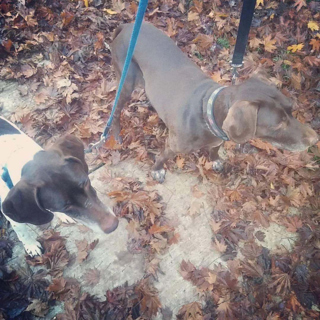 Last Walk.jpg