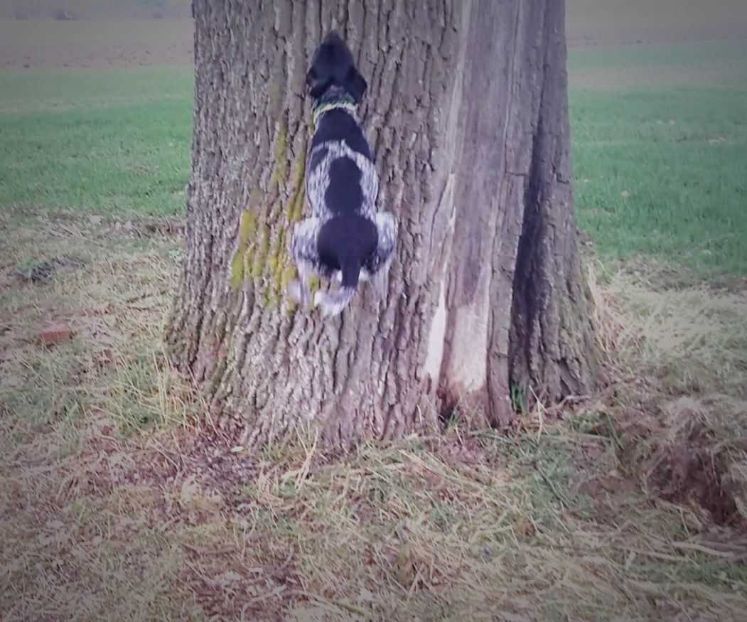 Wood everywhere. Chapry the climber. Photo used with permission of owner/mom, Bianka.
