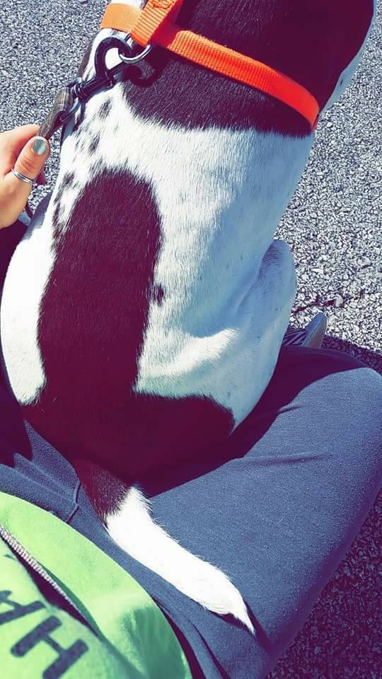 King Richard's owner/mom, Shelbie, started this whole thing and made my day. I salute you, Dickback Pointer, Winchester, King of the Richard Back! Photo used with Shelbie's permission. 