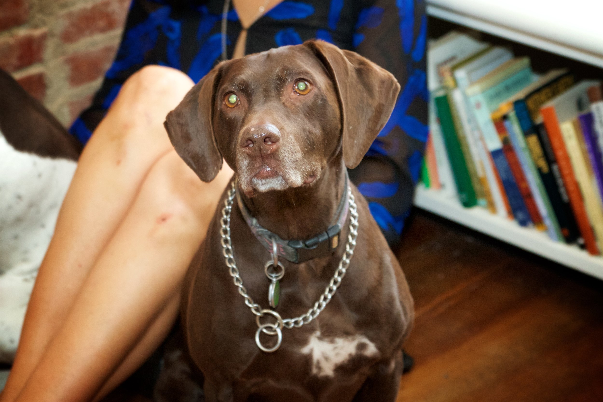 “Dogs are better than human beings because they know but do not tell.” - Emily Dickinson