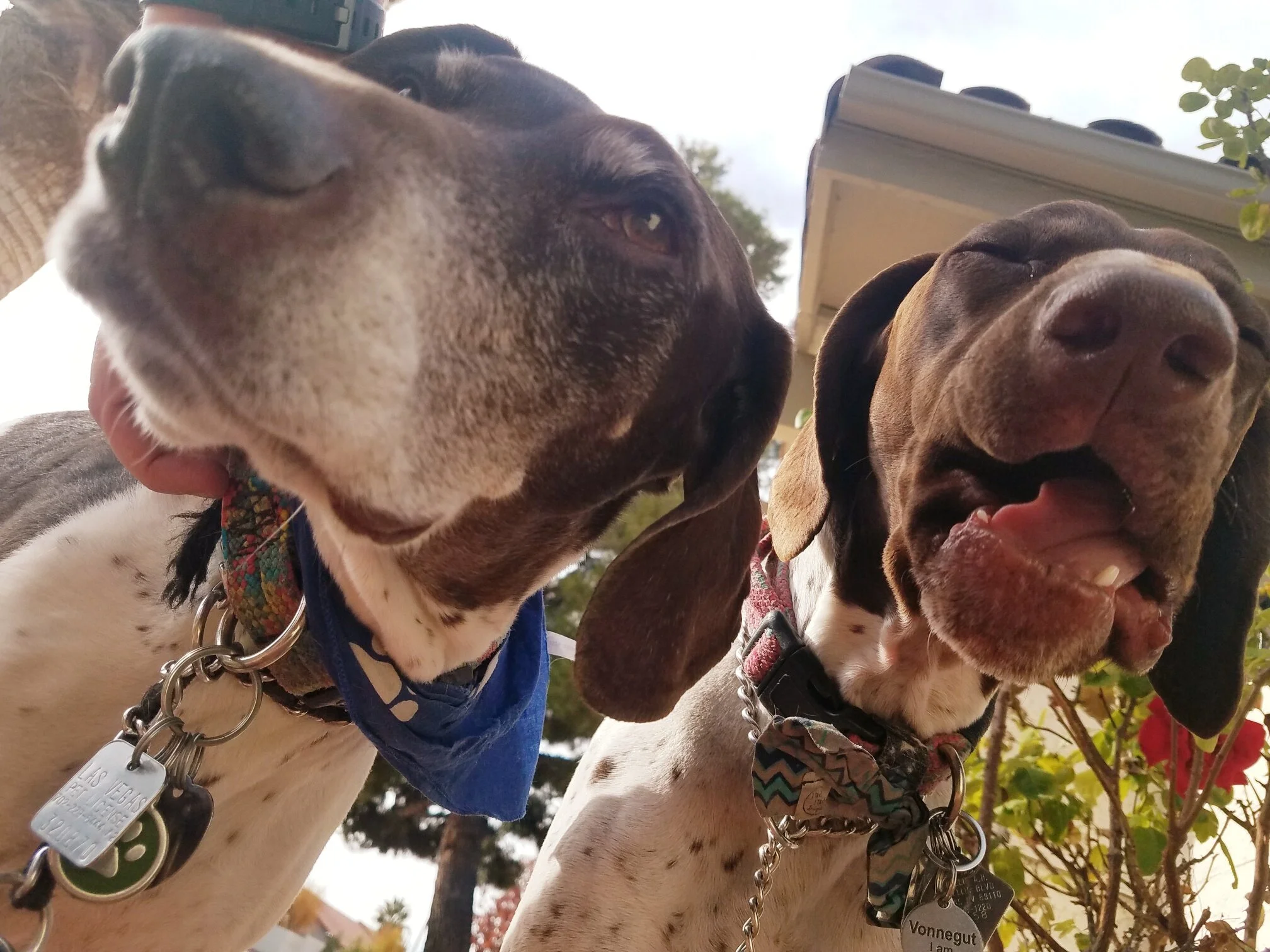 In the eye of the dog owner...