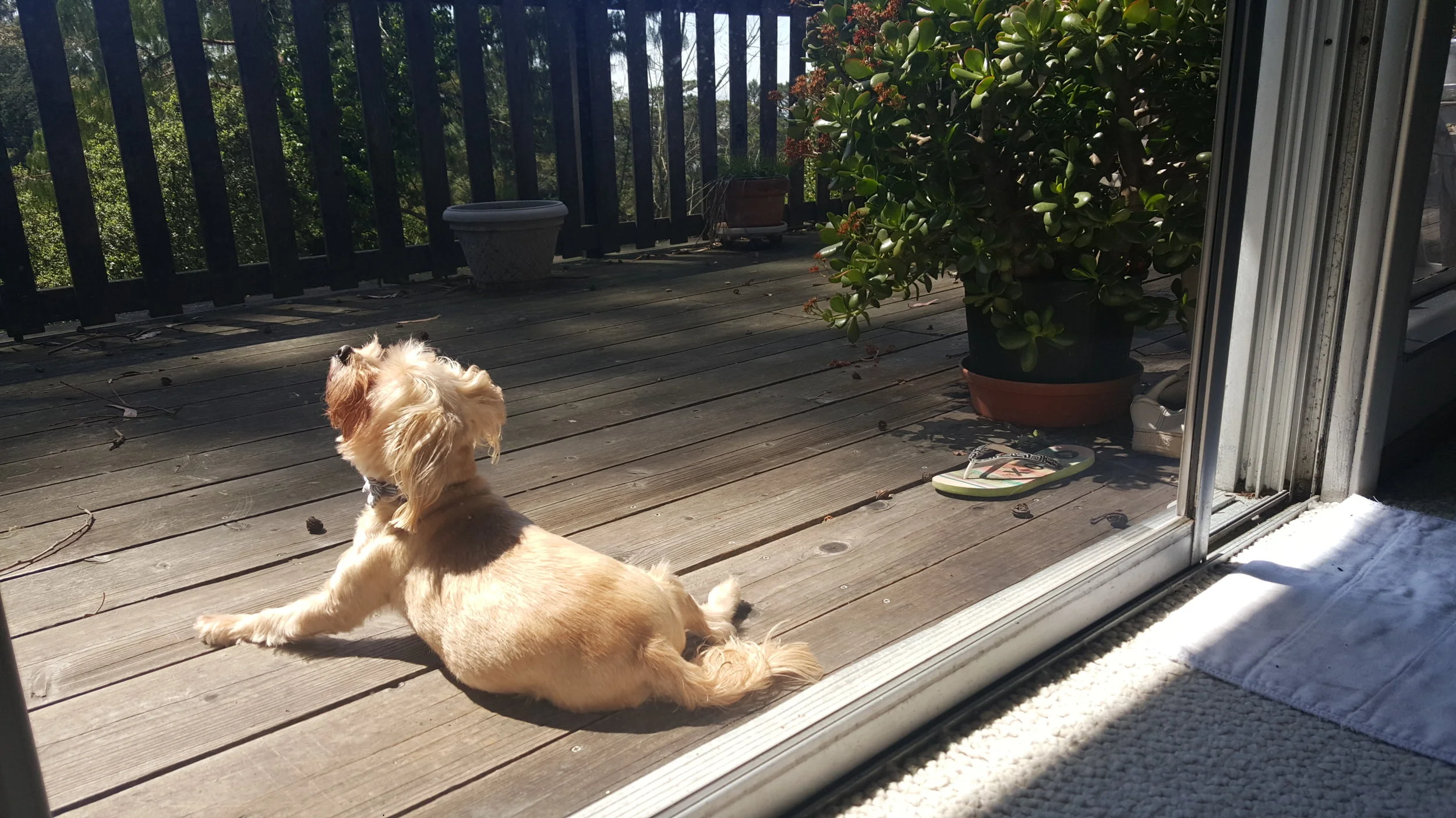 Sunbathing Spring 2016