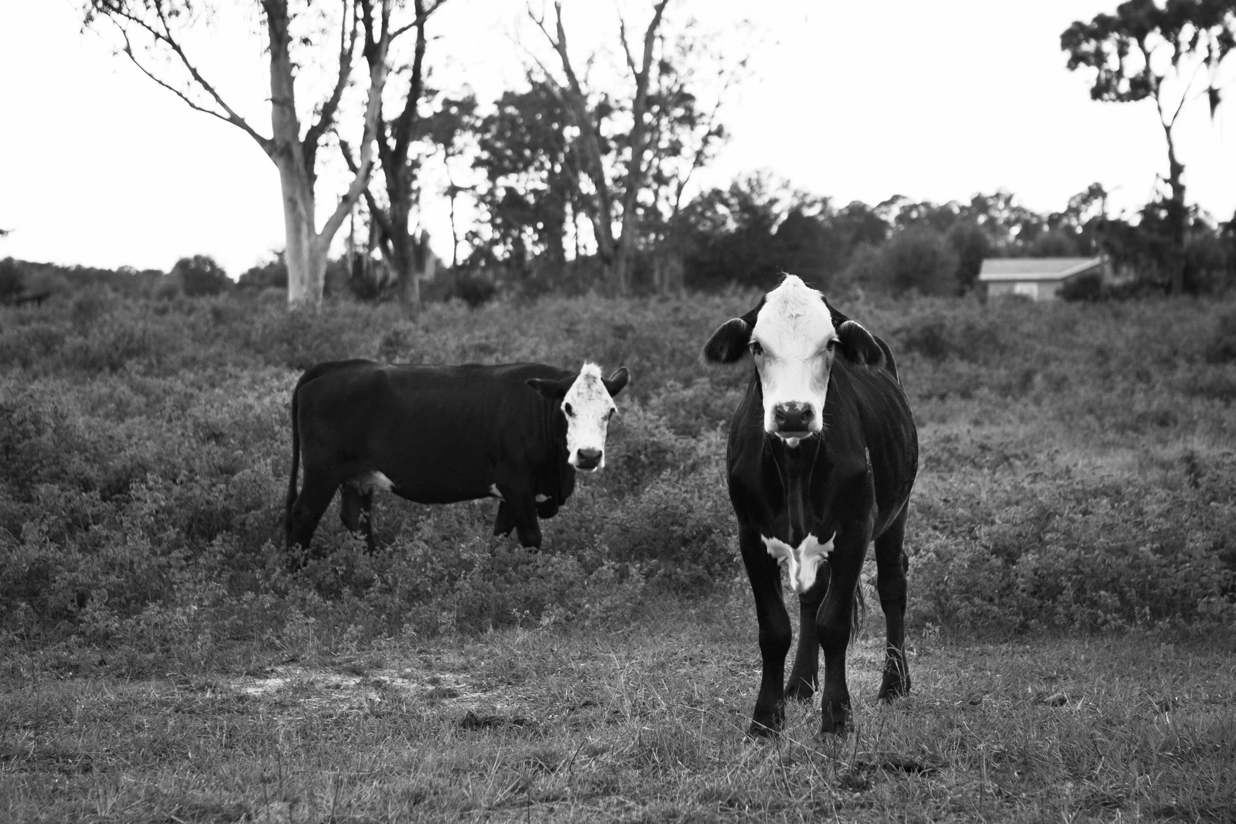 America-BW-11.jpg