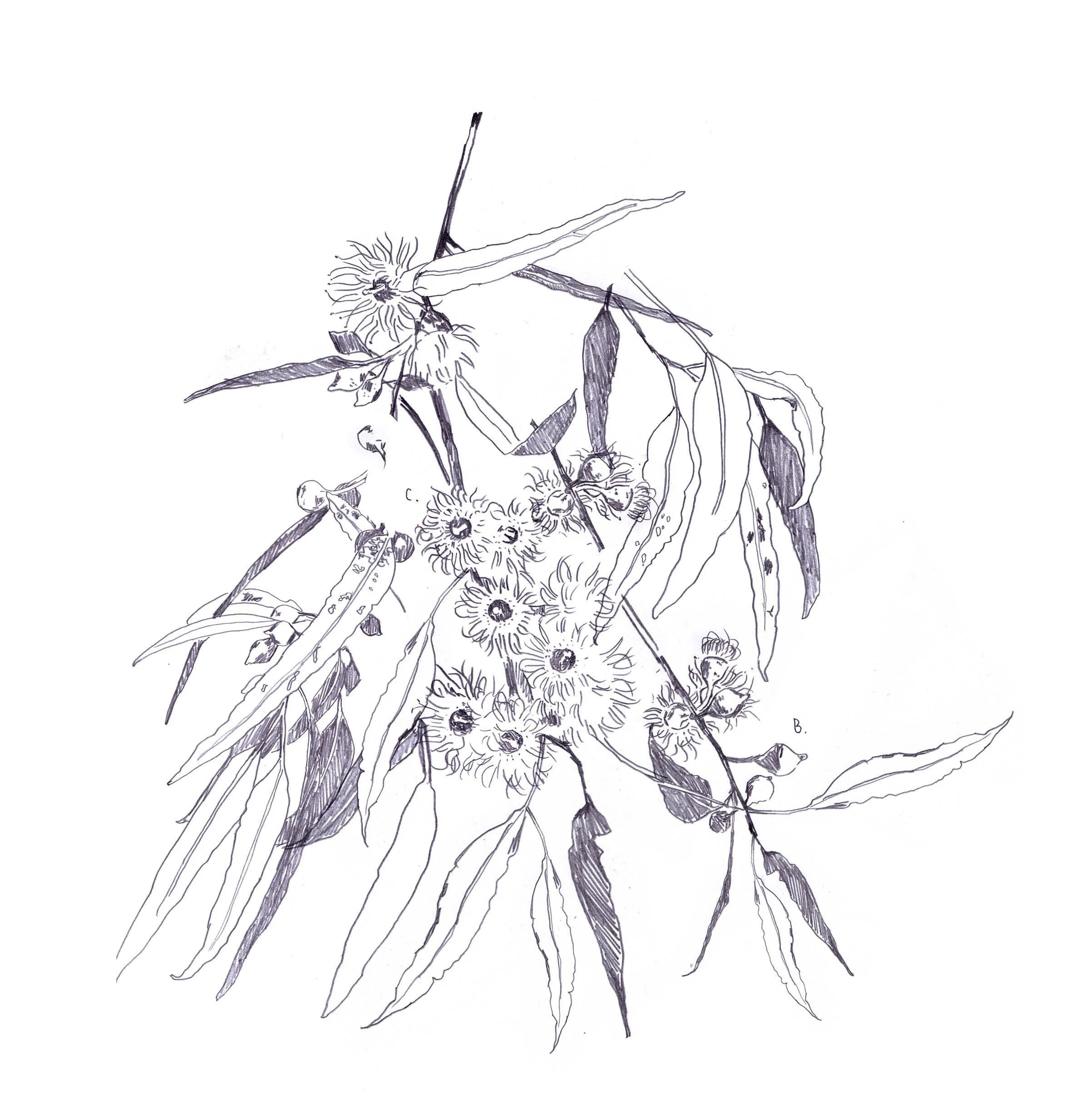 botanical-illustration-australian-flora-rebecca-wetzler.jpg