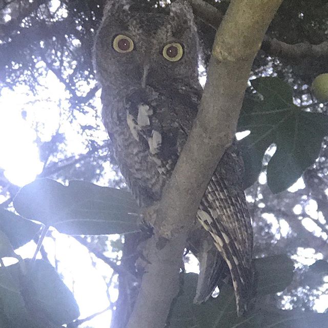 Liz doing our annual fig harvest and ran across this little guy! He was supervising and seemed really interested!